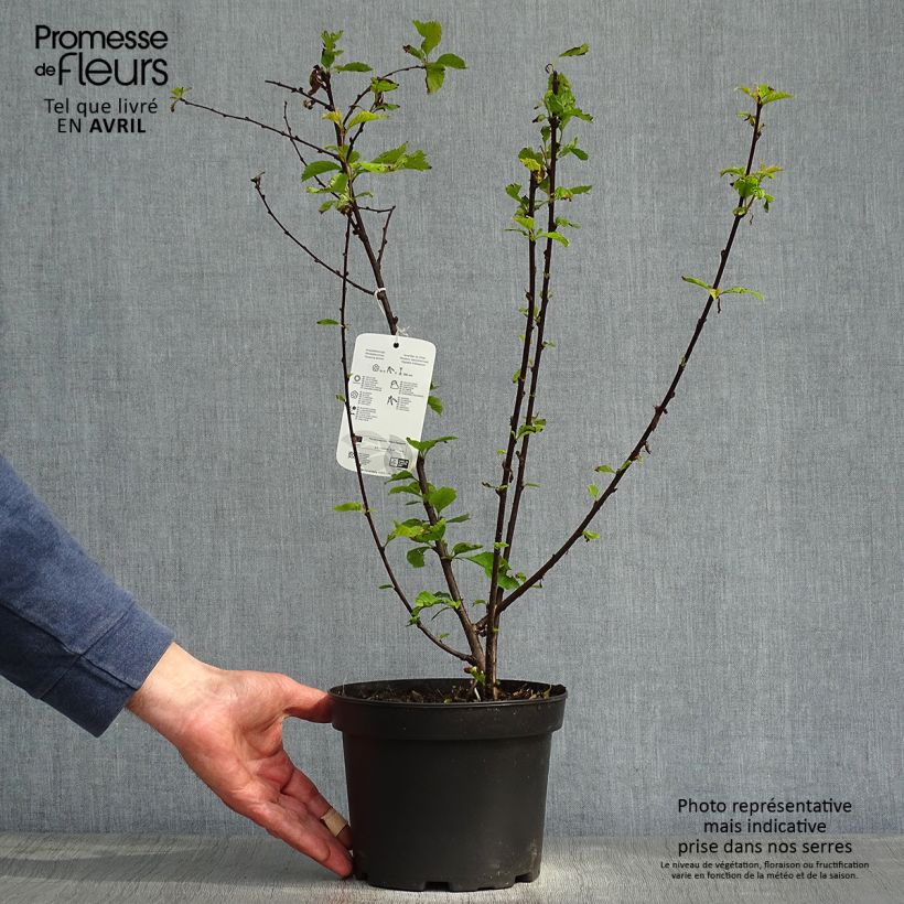 Exemplaar van Prunus spinosa - Sleedoorn Pot van 3 l/4 l zoals geleverd in de lente