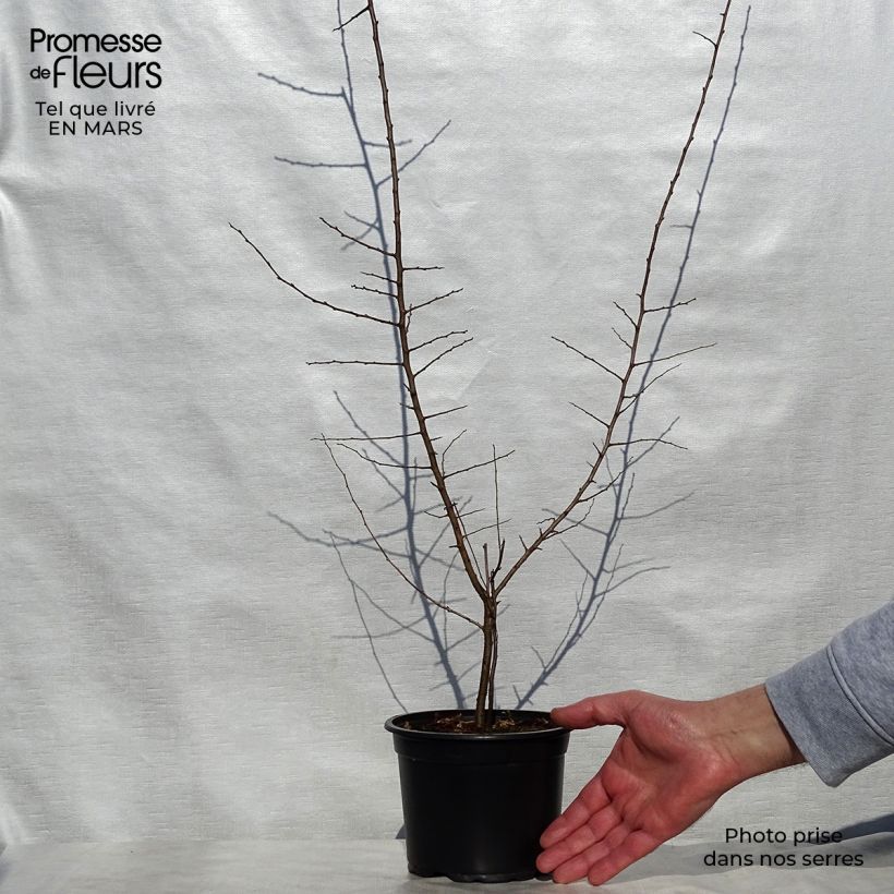 Exemplaar van Prunus spinosa - Sleedoorn Pot van 2 l/3 l zoals geleverd in de lente