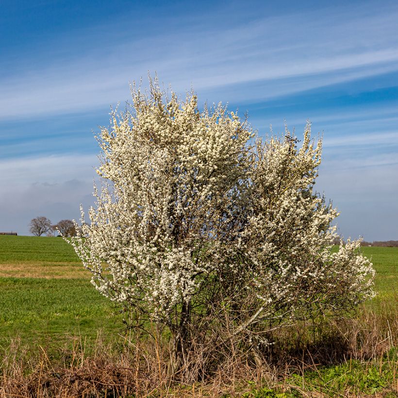 Prunus spinosa - Sleedoorn (Groeiplaats)
