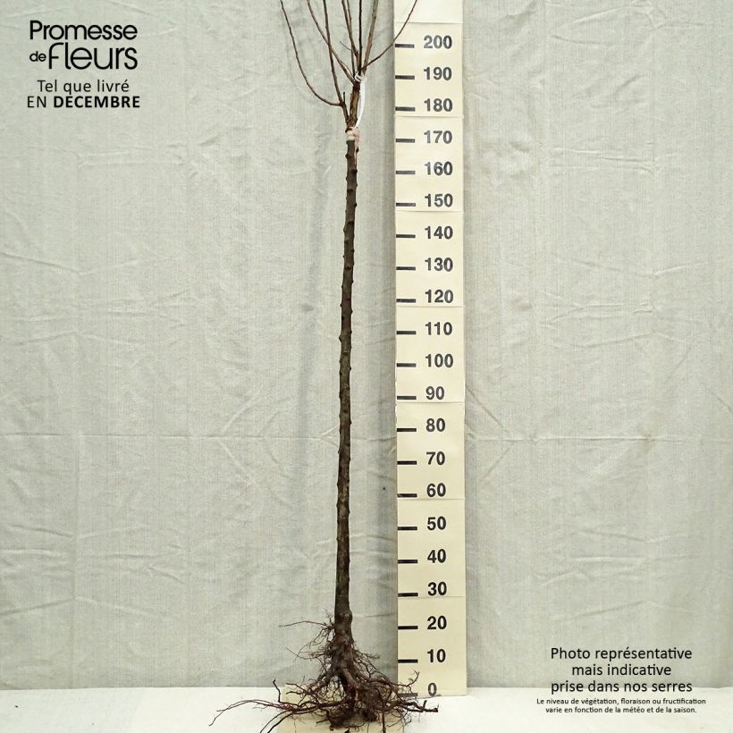 Example of Pruim Schone van Leuven Naakte wortel, Half-hoge stam as you get in hiver