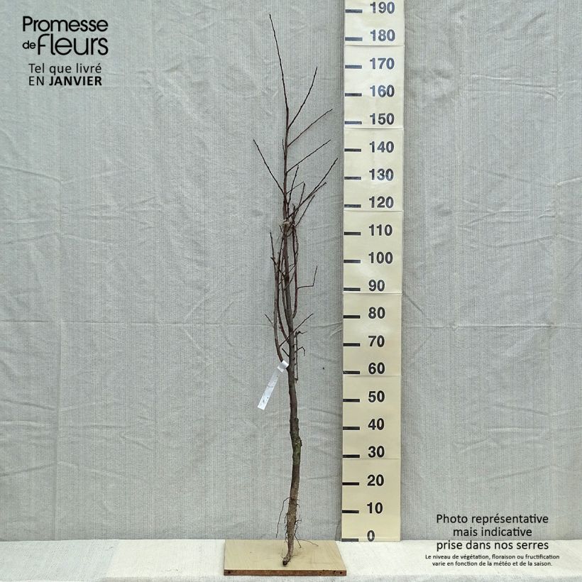 Example of Pruim Schone van Leuven Naakte wortel, Kelkvormig as you get in hiver