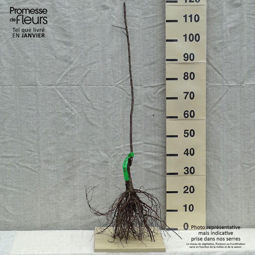 Example of Pruim Des Béjonnières Naakte wortel, Onderstam as you get in hiver