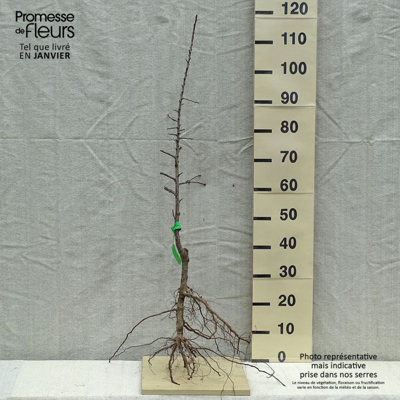 Example of Mirabelle van Metz BIO Naakte wortel, Onderstam as you get in hiver