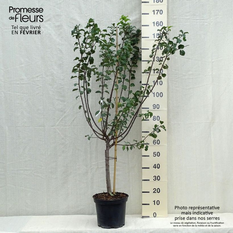 Exemplaar van Mirabelle van Metz Pot van 7,5 l/10 l, Kelkvormig zoals geleverd in de herfst