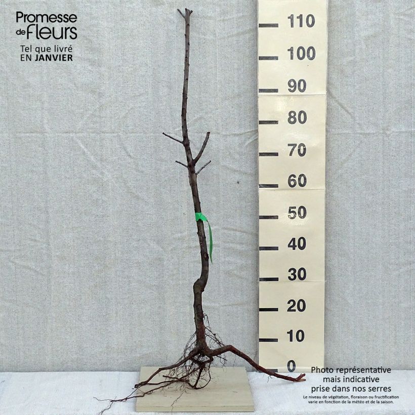 Exemplaar van Mirabelle van Nancy Naakte wortel, Onderstam zoals geleverd in de winter