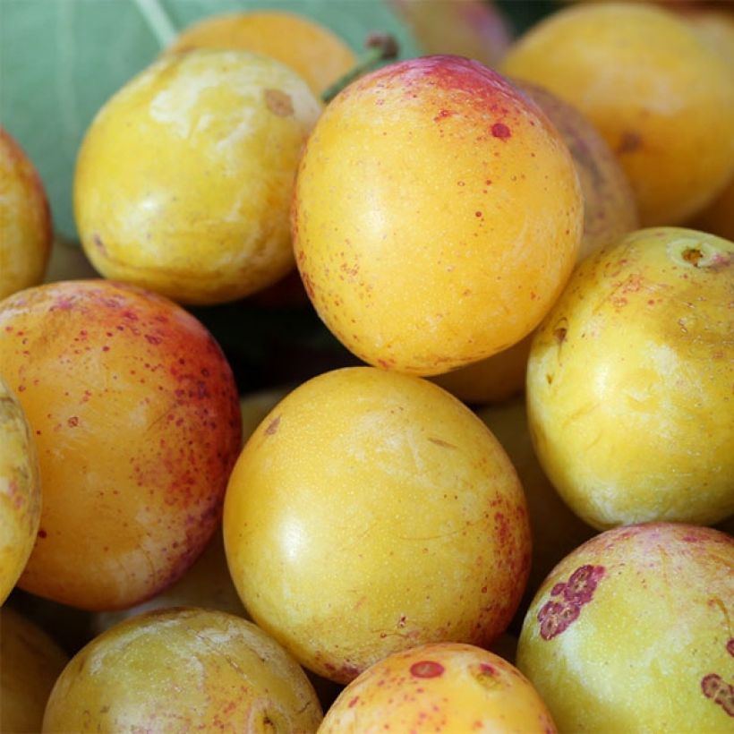 Mirabelle van Nancy (Oogst)