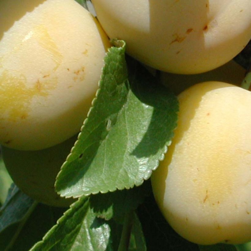 Pruim Miraclaude Georges Delbard (Foliage)