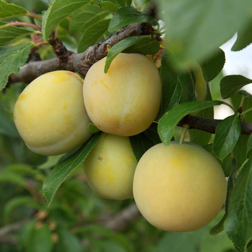 Pruim van Ente Blanche BIO (Oogst)