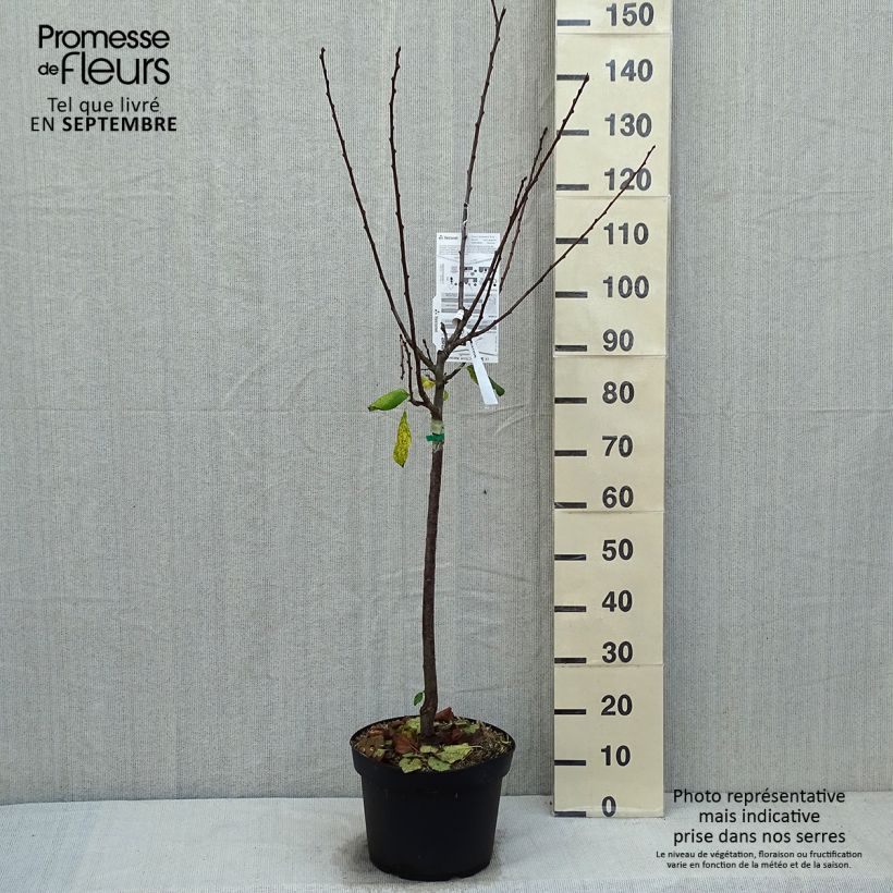 Exemplaar van Pruim van Ente Pot van 7,5 l/10 l, Kelkvormig zoals geleverd in de herfst