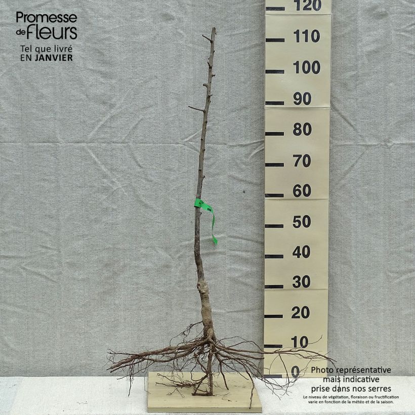 Exemplaar van Pruim van Ente Blanche BIO Naakte wortel, Onderstam zoals geleverd in de winter