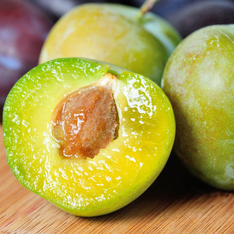 Pruim Reine Claude De Juillet (Harvest)