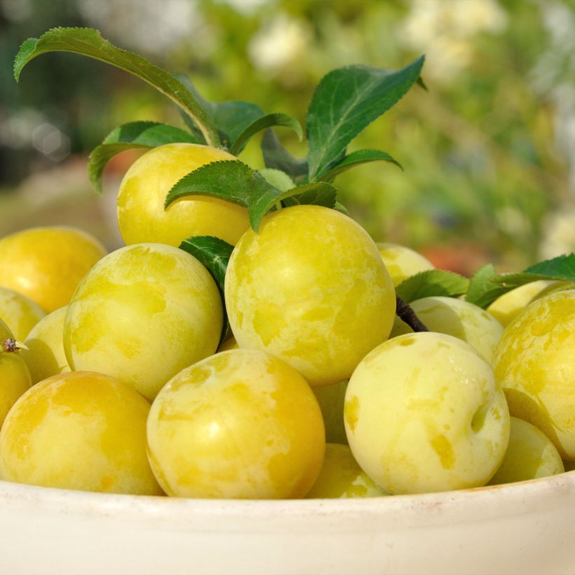 Pruim Reinegold (Oogst)