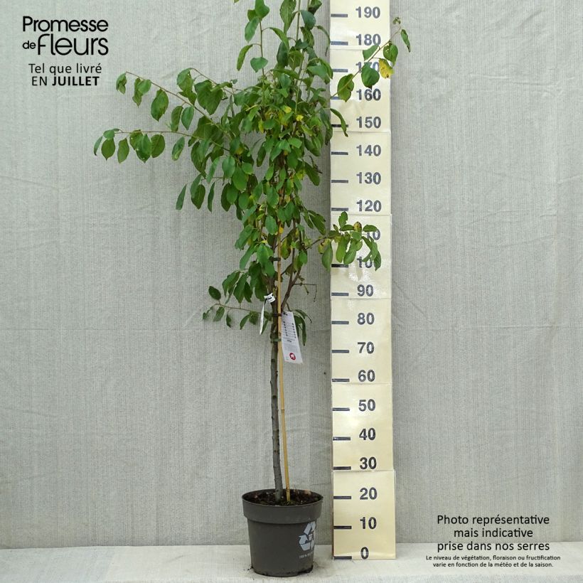 Exemplaar van Pruim Victoria Pot van 7,5 l/10 l, Kelkvormig zoals geleverd in de zomer