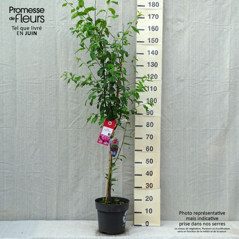 Example of Pruim Victoria Pot van 7,5 l/10 l, Kelkvormig as you get in printemps