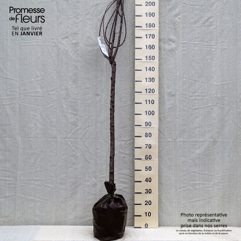 Exemplaar van Prunier Quetsche Blanche de Létricourt Motte "Prêt-à-planter", Demi-Tige zoals geleverd in de winter