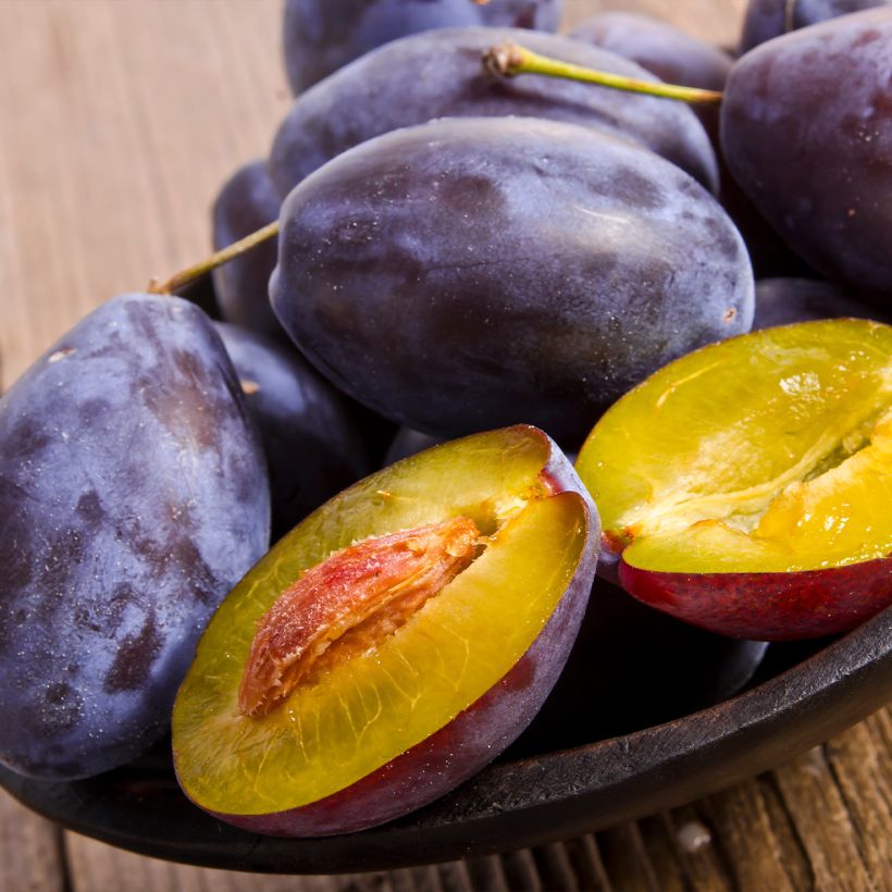 Pruim Schone van Leuven (Harvest)