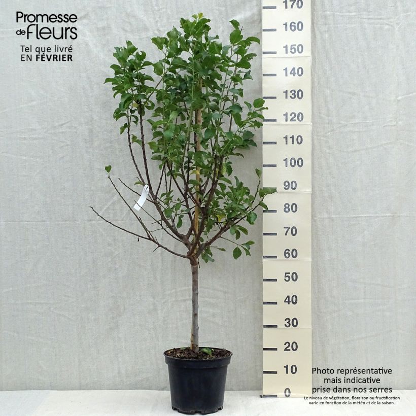 Exemplaar van Pruim Groene Reine Claude Pot van 7,5 l/10 l, Half-hoge stam zoals geleverd in de herfst
