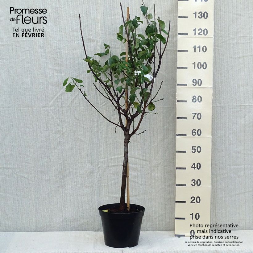 Exemplaar van Prunier Reine Claude Moissac Pot de 7,5L/10L, Gobelet zoals geleverd in de herfst