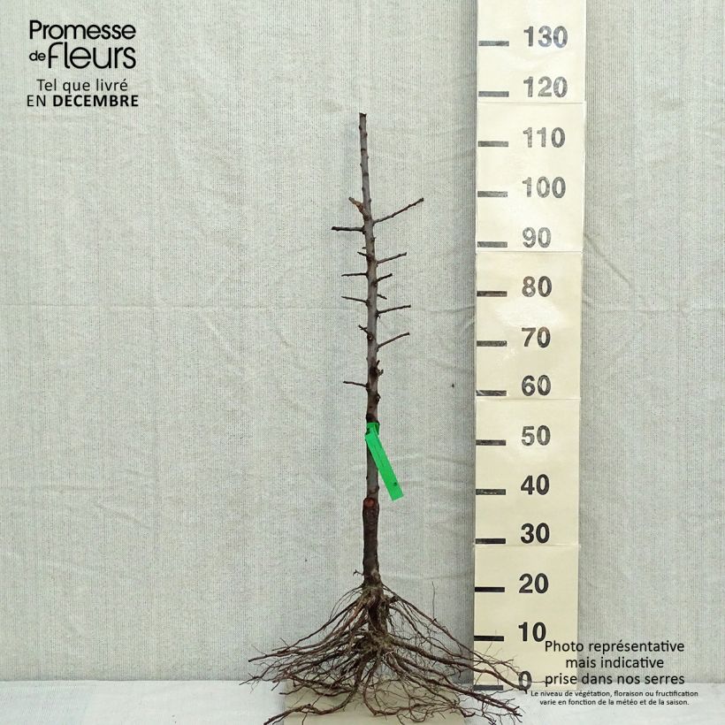 Example of Pruim Reine Claude d'Oullins BIO Naakte wortel, Onderstam as you get in hiver