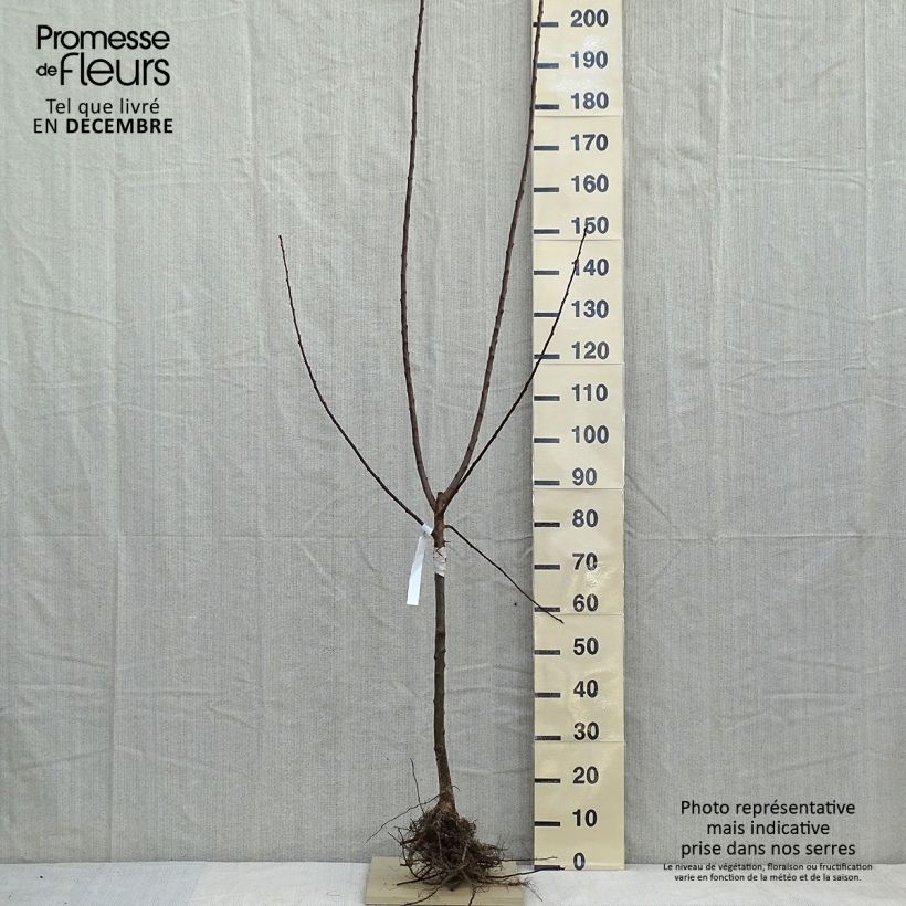 Exemplaar van Pruim Reine Claude d'Oullins Naakte wortel, Kelkvormig zoals geleverd in de winter