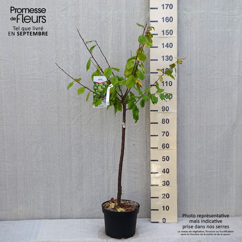 Exemplaar van Pruim Reine Claude de Bavay Pot van 7,5 l/10 l, Kelkvormig zoals geleverd in de herfst