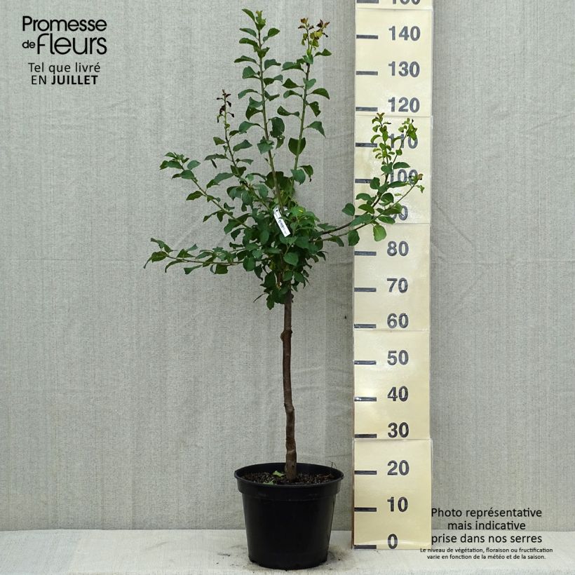 Exemplaar van Pruim Reine Claude Violette Pot van 7,5 l/10 l, Kelkvormig zoals geleverd in de zomer