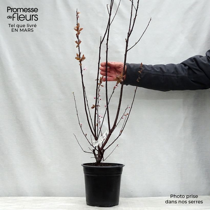 Exemplaar van Prunus cerasifera Nigra - Kerspruim Pot van 4 l/5 l, Stengel zoals geleverd in de lente