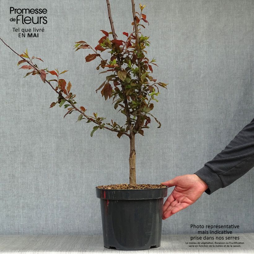 Exemplaar van Prunus cerasifera Nigra - Kerspruim Pot van 7,5 l/10 l zoals geleverd in de lente