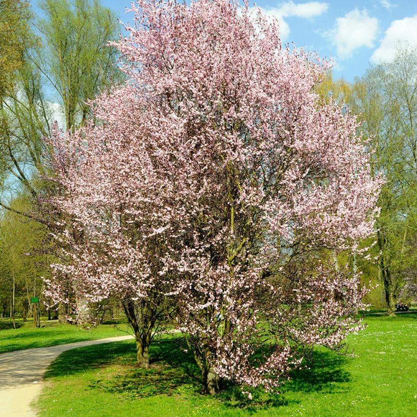 Prunus cerasifera Nigra - Kerspruim (Groeiplaats)