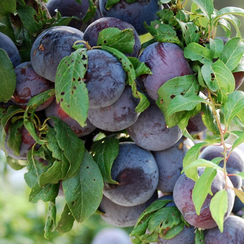 Japanse pruim Black Amber BIO (Harvest)