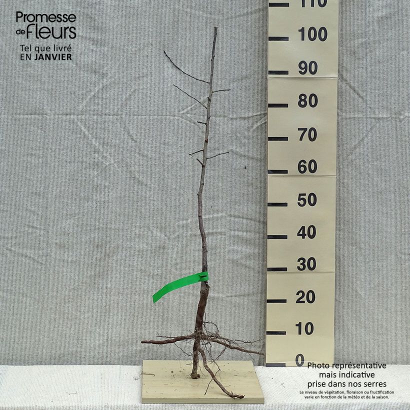 Exemplaar van Japanse pruim Methley BIO Naakte wortel, Onderstam zoals geleverd in de winter