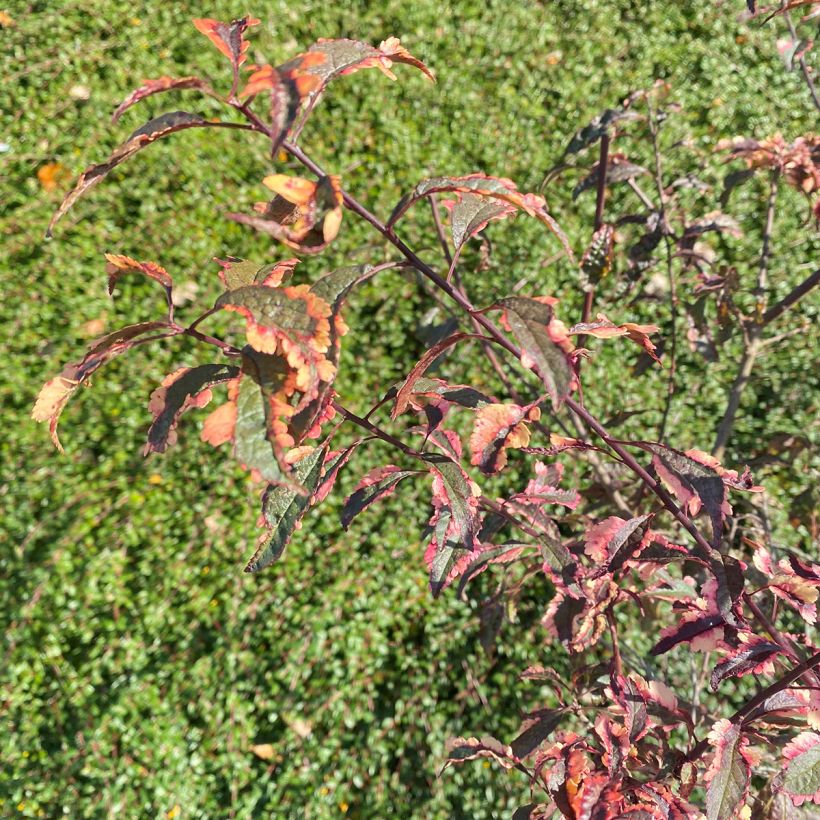 Prunus cerasifera Hessei - Kerspruim (Blad)