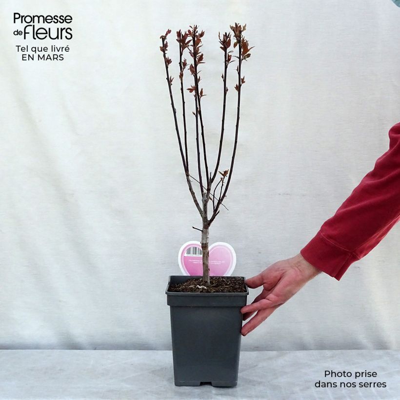 Exemplaar van Prunus cerasifera Pissardii - Kerspruim Pot van 4 l/5 l zoals geleverd in de winter