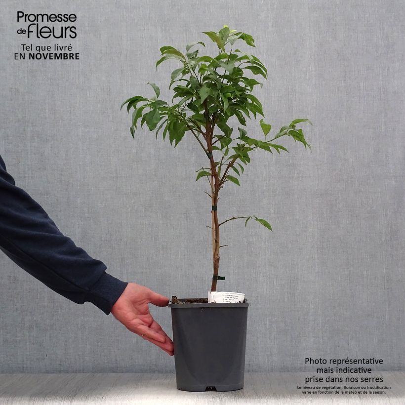 Exemplaar van Dwergpruim Fruit Me Plum Me Angeleno Pot van 4 l/5 l, Dwerg zoals geleverd in de herfst