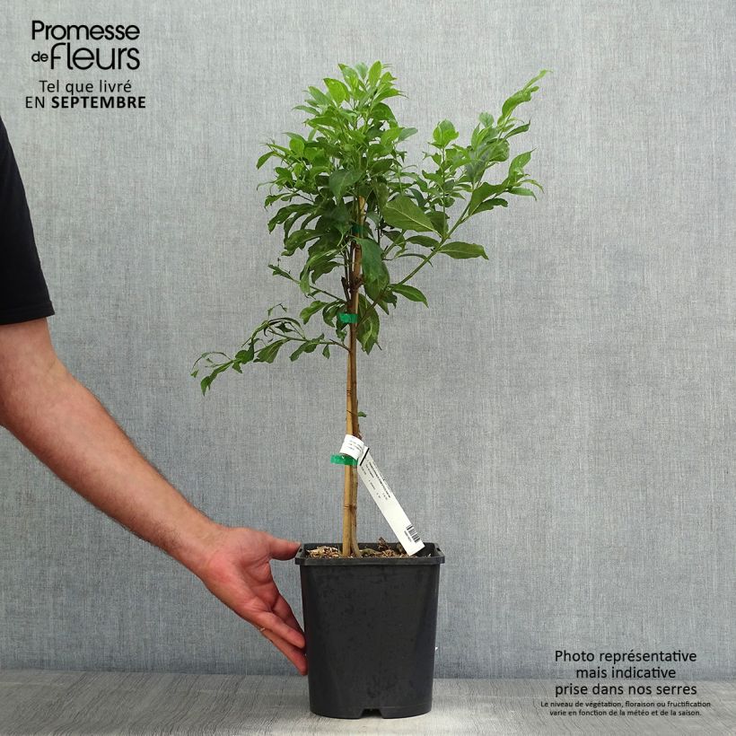 Exemplaar van Dwergpruim Fruit Me Plum Me (autofertiel) Pot van 4 l/5 l, Dwerg zoals geleverd in de herfst
