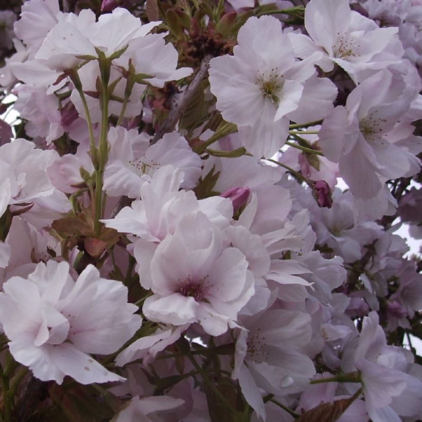 Prunus serrulata Amanogawa - Japanse sierkers (Bloei)