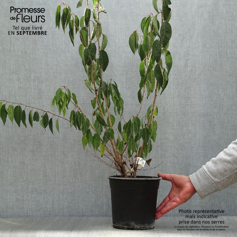 Exemplaar van Prunus Okame - Japanse sierkers Pot van 4 l/5 l zoals geleverd in de herfst