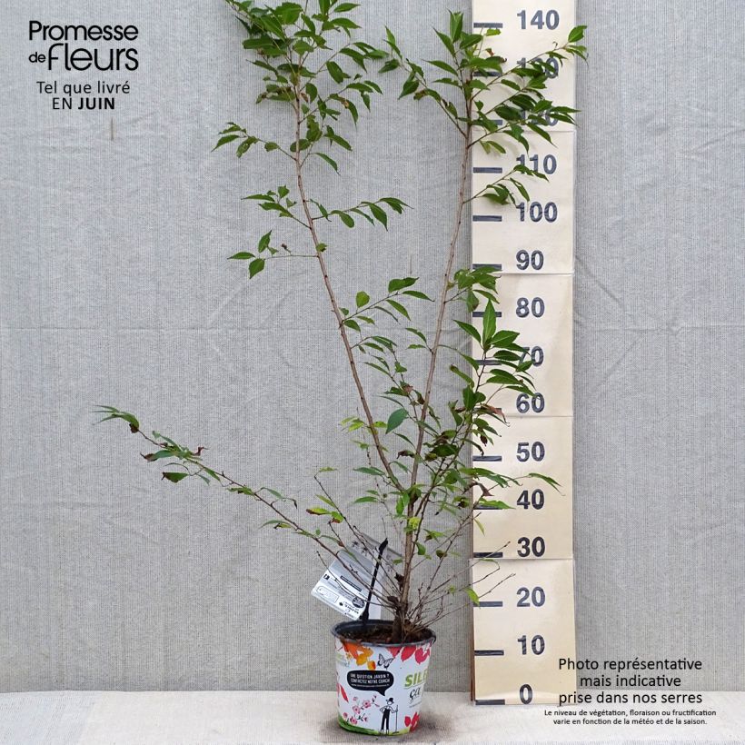 Exemplaar van Prunus Okame - Japanse sierkers Pot van 4 l/5 l zoals geleverd in de zomer