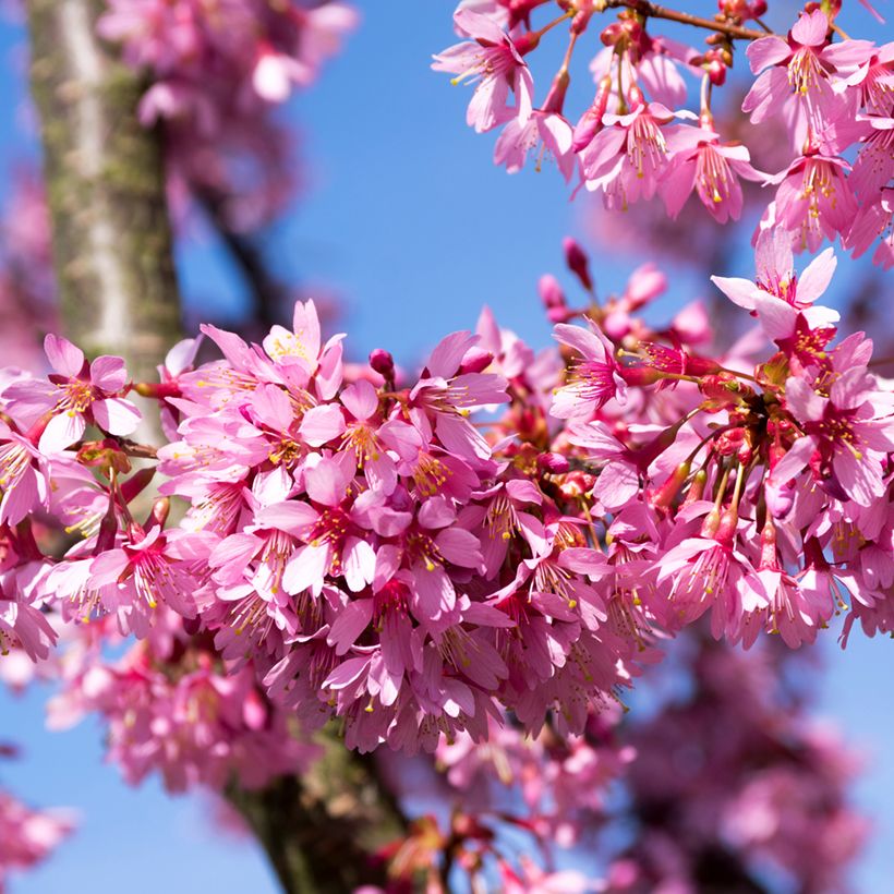Prunus Okame - Japanse sierkers (Bloei)