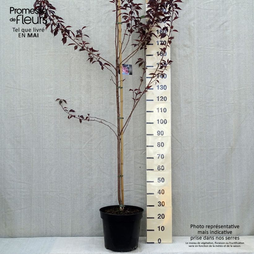 Example of Prunus serrulata Royal Burgundy - Japanse sierkers Pot van 12 l/15 l as you get in printemps