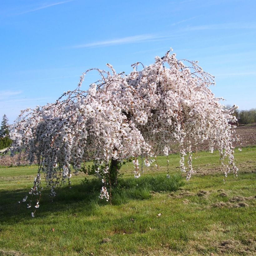 Prunus Snow Fountains - Japanse sierkers (Groeiplaats)