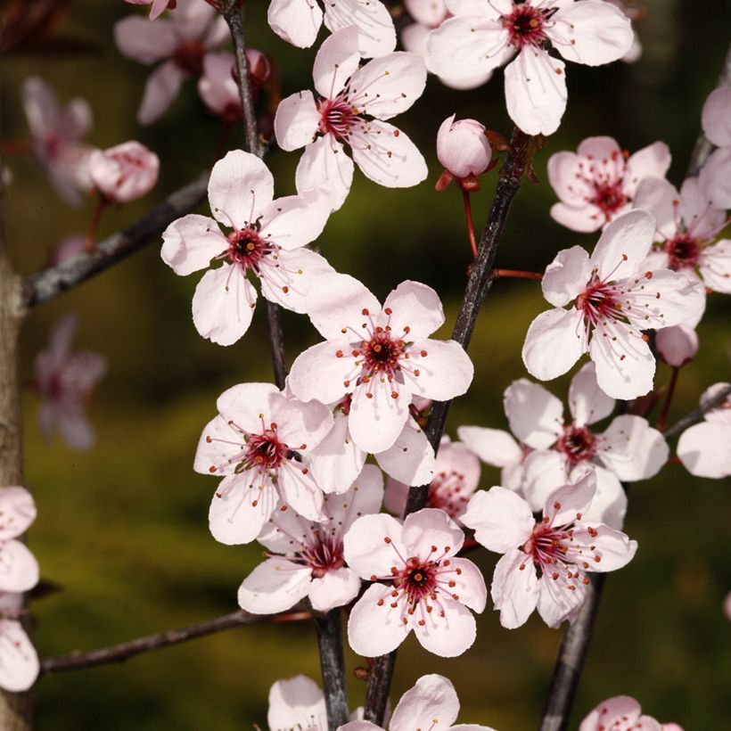 Prunus cerasifera Hollywood - Kerspruim (Bloei)