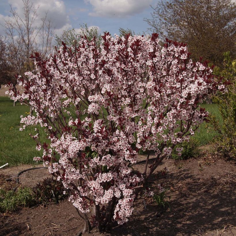 Prunus cistena - Sierpruim (Plant habit)