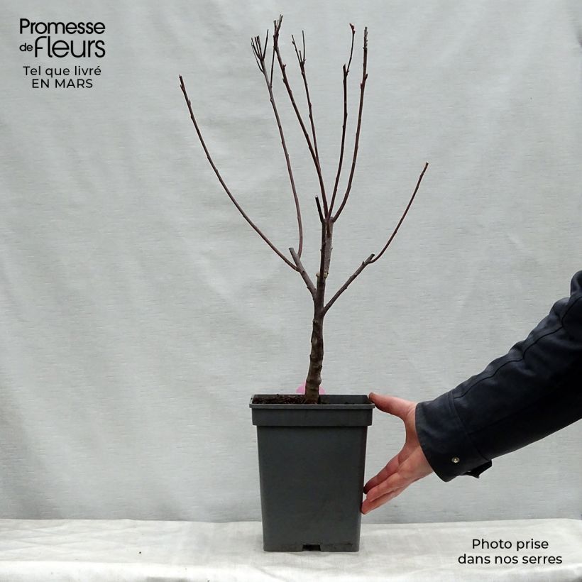Example of Prunus cistena - Sierpruim Pot van 4 l/5 l as you get in printemps