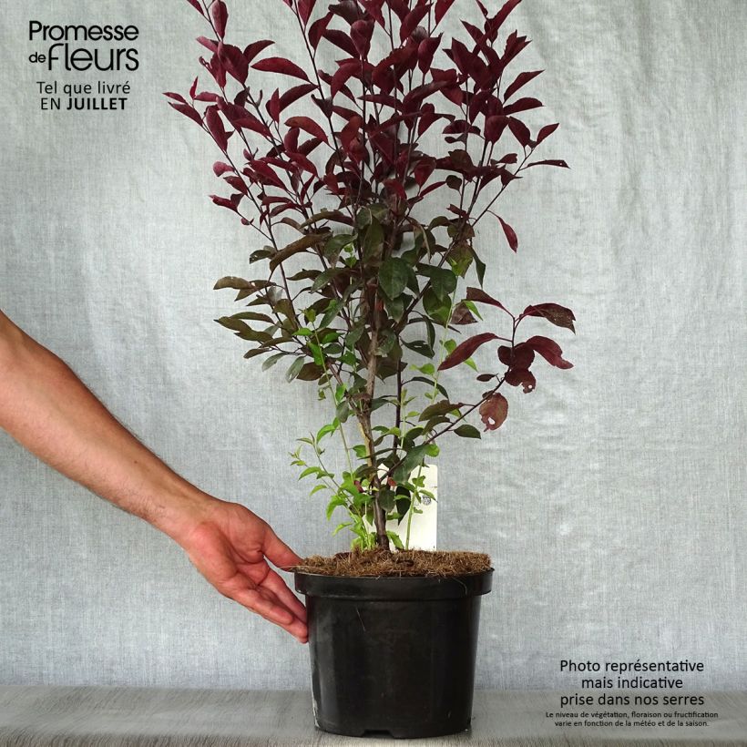 Exemplaar van Prunus cistena - Sierpruim Pot van 4 l/5 l zoals geleverd in de zomer