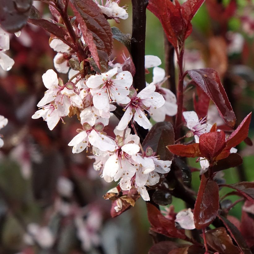 Prunus cistena - Sierpruim (Bloei)
