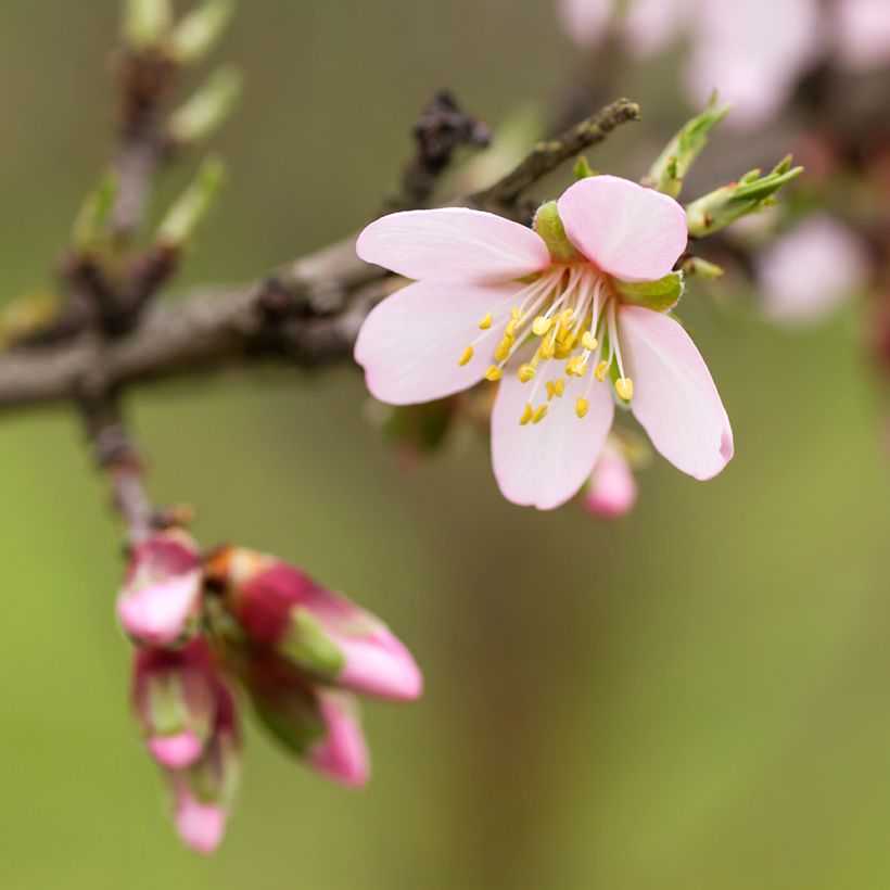 Amandelboom Marcona (Bloei)