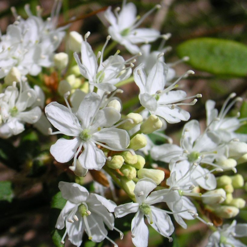 Prunus eminens Umbraculifera - Sierperzik (Bloei)