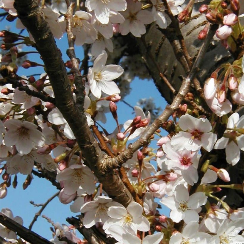Prunus hillieri Spire - Sierperzik (Bloei)