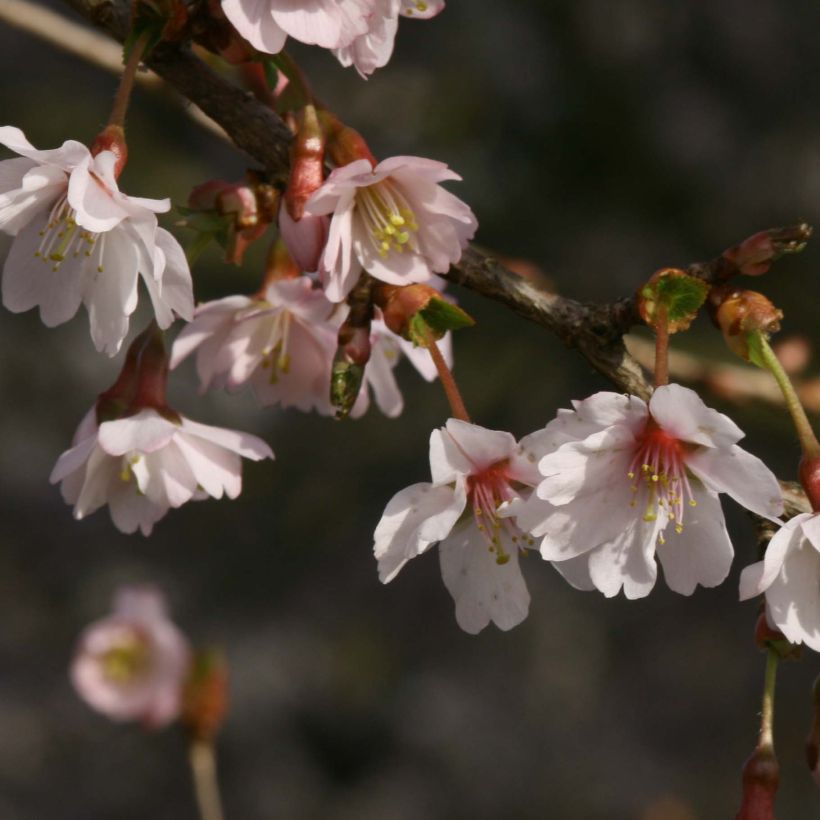 Prunus incisa Mikinori - Fuji-kers (Bloei)